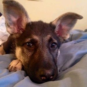 Meet your Posher, Nancy